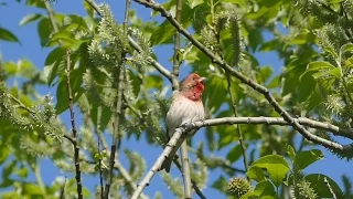 Common rosefinch singing. Bird Song. AllVideo.