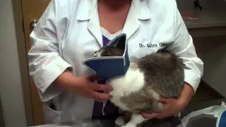Placing E Collar on a Cat