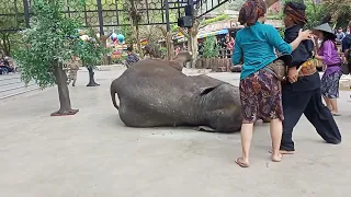 pertunjukan gajah di bogor