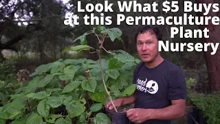 Best Permaculture Perennial Vegetable & Fruit Tree Nursery that Ships to You