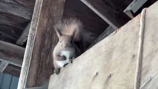 帯広神社⛩️のエゾリスさんと怒っていても可愛いエゾリスさん🤗