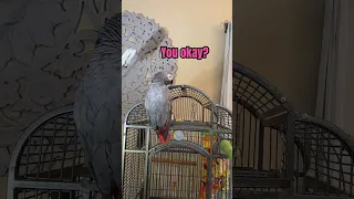 Gizzy in full blown sass 💁‍♂️ #talkingparrot #shorts30 #talkingbirds #africangrey