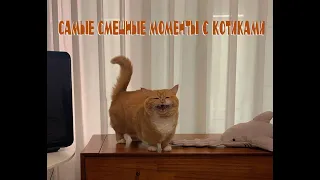 Лучшие моменты для поднятия настроения!! Смешная нарезка приколов про котов))))