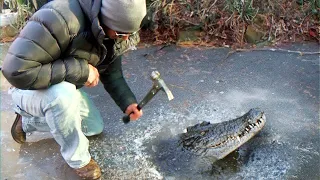 Tiere, die Leute um Hilfe und Freundlichkeit baten, auf Video! #4