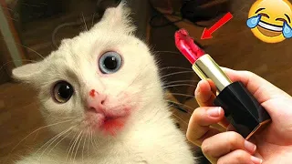 Funny Dogs And Cats Videos 2024 😅 - Best Funniest Animal Videos Of The week #48