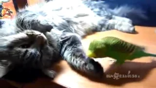 Попугай терроризирует кошку