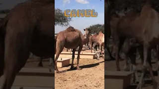 Camel🐪 || Beautiful Camels Roar 🐪🐪😱 #BeautifulNatureShorts