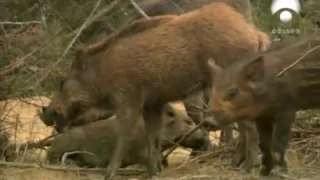 La domesticación de plantas y animales en el Neolítico.