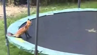 Foxes On Trampoline and tacos aftermath What Da Do?