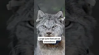 Canada lynx I The Dangerous mountain cat #shorts