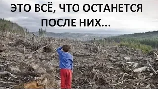 Всё, что останется после Путина. По мнению учёных запасов леса России осталось на 15 лет