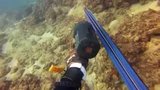 spearfishing in israel 19/12/2015 דייג בצלילה חופשית ישראל