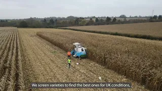 Grain Maize Harvest 2021