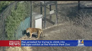 Man Arrested At Franklin Park Zoo After Allegedly Trying To Break Into Tiger Enclosure