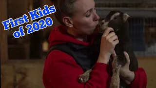 The First Kids of 2020 - Nice Job Greta - Twins Baby Goats