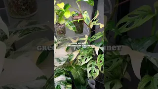 🪴IKEA Milsbo Greenhouse Cabinet Tour🪴 | Rare and variegated plant greenhouse cabinet