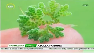 Azolla Farming: Here Is All You Need To Know Before Venturing Into It