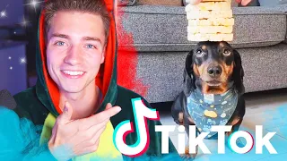 Die LUSTIGSTEN TIERE auf TIKTOK! #6 | Mexify Reagiert