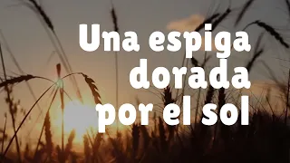 UNA ESPIGA DORADA POR EL SOL - Música para Dios