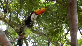 Toucan In A Tree