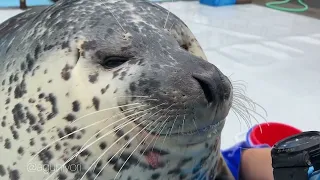 Seal video archive museum: The Baybee loves u so much ❤️ (aguhiyori on Twitter ❤️✨🦭👌)