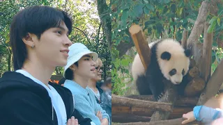 🔍🐼Is this “Schrödinger's Panda”?! | Looking for pandas in CHENGDU