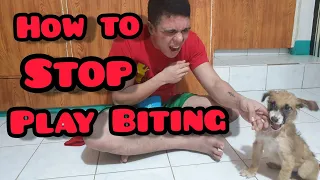 HOW TO STOP A PUPPY FROM PLAY BITING (TAGALOG)