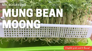 Mung Bean Microgreen and sprouts
