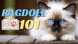 🐾What to Know Before Having a Ragdoll Cat? 🐈 📖