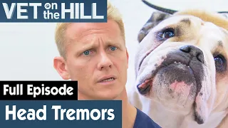 🐶 Grumpy Bulldog Experiences Random Head Tremors | FULL EPISODE | S03E11 | Vet On The Hill