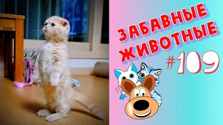 Приколы с Животными #109 / Смешные Животные 2020 / Приколы / Приколы про Животных / Лучшие Приколы