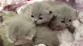 British Shorthair kittens 20 days old