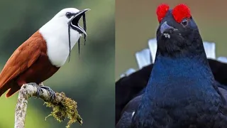 Beautiful birds sounds | Singing birds | Beautiful birds sound in the Forest | Colourful birds sound