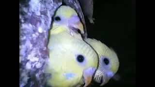 Cute baby budgie crying #1 budgie sounds