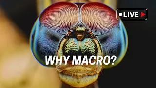 How Insect Macro Improved My Photography?