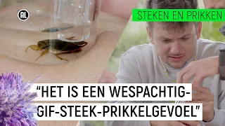 JURRE WORDT GESTOKEN DOOR "DE WESP VAN DE SLOOT" | Steken en Prikken S2 #4 | NPO Zapp