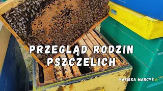 Przegląd rodzin pszczelich w lutym. Sprawdzam obecność matek oraz zapas pokarmu.