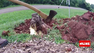 Digging a Walnut stump by hand with a shovel and axe