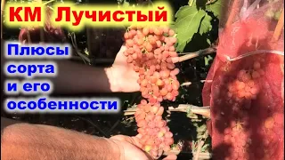 ГФ винограда КМ Лучистый