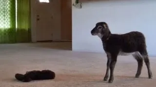 Little lamb gets lost in the living room