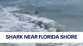 Video: Shark spotted swimming just feet from shore at Florida beach