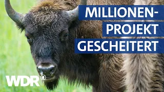 Wild lebende Wisente müssen zurück in Gefangenschaft | Westpol | WDR