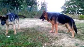 Young german shepherds playing