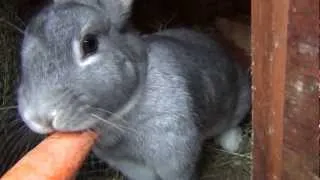 Gray Bunny Rabbit Eats Carrot