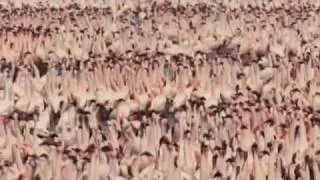 The Crimson Wing Featurette - Life of the Flamingo