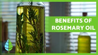 ROSEMARY OIL 🪔🍃 Properties, BENEFITS and how to make it!