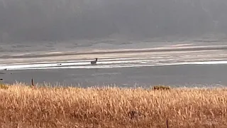 Wolves hunting an Elk at Mariposa Lake in Yellowstone National Park