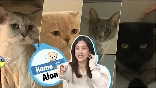Jung Ryeo Won Started Living With Her Four Cats! [Home Alone Ep 261]