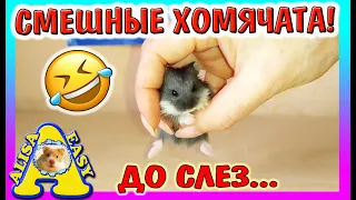 ДРАКА ЗА КОЛЕСО / жадная ПСЕША НЕ ДАЕТ ХОМЯЧАТАМ БЕГАЮТ В КОЛЕСЕ / Alisa Easy Pets