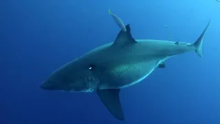 Island of the Mega Shark: The Biggest Great White Ever Filmed